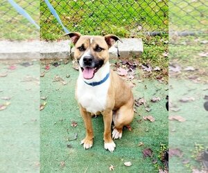 Mutt Dogs for adoption in Perth Amboy, NJ, USA