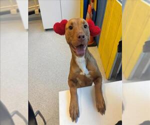 American Bulldog-Unknown Mix Dogs for adoption in Toronto, Ontario, Canada