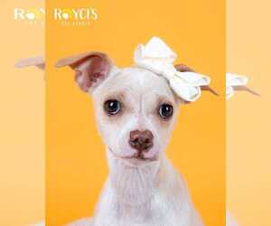 Chihuahua-Unknown Mix Dogs for adoption in Sandy, UT, USA