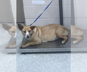 Mutt Dogs for adoption in Conroe, TX, USA