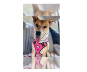 Labrador Retriever-Unknown Mix Dogs for adoption in Greenbelt, MD, USA