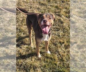 Mutt Dogs for adoption in Ogden, UT, USA