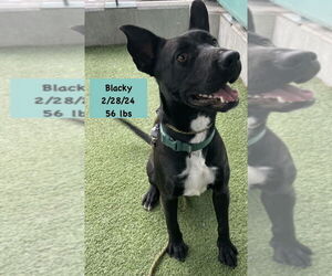 Australian Kelpie-Staffordshire Bull Terrier Mix Dogs for adoption in West Hollywood, CA, USA
