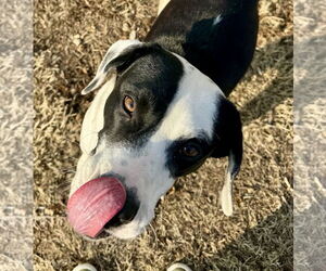 American Pit Bull Terrier-Labrador Retriever Mix Dogs for adoption in Jefferson, NJ, USA