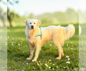 Golden Pyrenees Dogs for adoption in Vail, AZ, USA