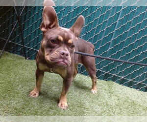 French Bulldog-Unknown Mix Dogs for adoption in Downey, CA, USA