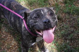 American Staffordshire Terrier-Unknown Mix Dogs for adoption in Columbus, MS, USA