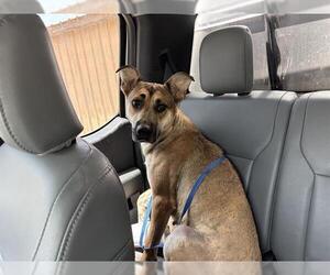 German Shepherd Dog-Unknown Mix Dogs for adoption in Grand Prairie, TX, USA