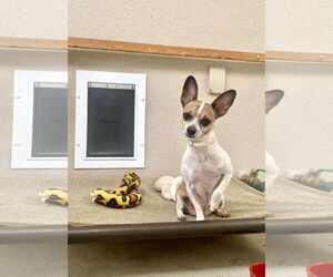 Jack Chi Dogs for adoption in Santa Clarita, CA, USA
