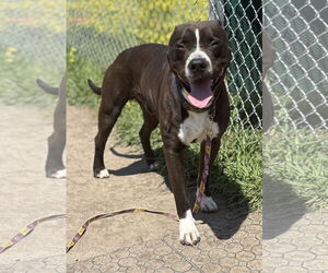 American Pit Bull Terrier Dogs for adoption in Virginia Beach, VA, USA