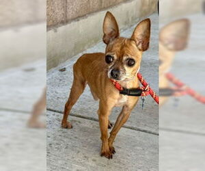 Chihuahua Dogs for adoption in Salinas, CA, USA