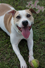 American Pit Bull Terrier Dogs for adoption in Livingston , LA, USA