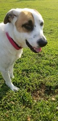 Medium Photo #1 Australian Shepherd Puppy For Sale in Canton, CT, USA