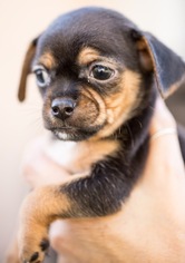 Medium Photo #1 Chihuahua Puppy For Sale in West Hollywood, CA, USA