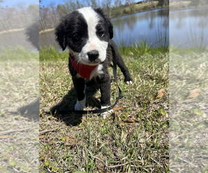 Borador Dogs for adoption in Tarrytown, GA, USA