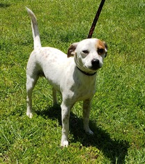 Jack Russell Terrier Dogs for adoption in Glocester, RI, USA