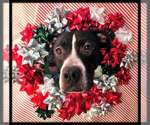 Labrador Retriever-Unknown Mix Dogs for adoption in Frisco, CO, USA