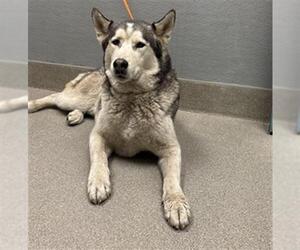 Siberian Husky-Unknown Mix Dogs for adoption in Las Vegas, NV, USA
