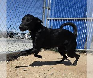 Labrador Retriever-Unknown Mix Dogs for adoption in HESPERIA, CA, USA