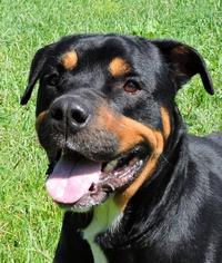 Rottweiler Dogs for adoption in Nashville, IN, USA