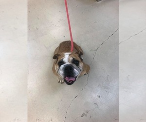 Bulldog Dogs for adoption in Gulfport, MI, USA