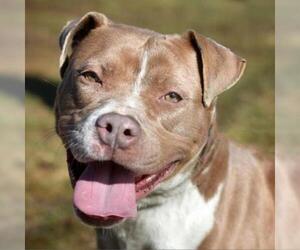 American Pit Bull Terrier-Unknown Mix Dogs for adoption in St Louis, MO, USA