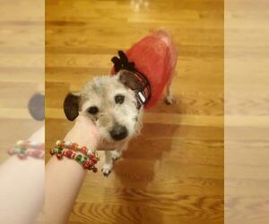 Jack Russell Terrier Dogs for adoption in Bridgewater, NJ, USA