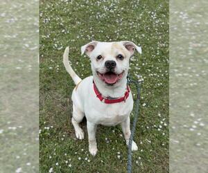 American Bulldog-Unknown Mix Dogs for adoption in Fort Lauderdale, FL, USA