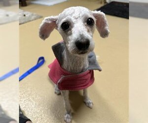 Poodle (Miniature) Dogs for adoption in Chula Vista, CA, USA