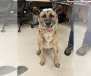 German Shepherd Dog Dogs for adoption in Petaluma, CA, USA
