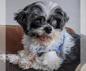 Shih Tzu Dogs for adoption in Crystal , MN, USA