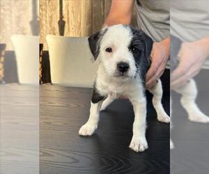 Staffordshire Bull Terrier-Unknown Mix Dogs for adoption in Santa Cruz, CA, USA