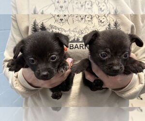 Medium Photo #5 Mutt Puppy For Sale in Evansville, IN, USA