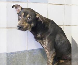 Labrador Retriever-Unknown Mix Dogs for adoption in San Antonio, TX, USA