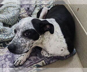 American Pit Bull Terrier-Unknown Mix Dogs for adoption in Decatur, IL, USA