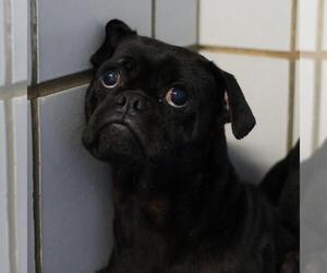 Pug-Unknown Mix Dogs for adoption in San Antonio, TX, USA