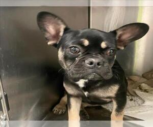 French Bulldog Dogs for adoption in Rancho Cucamonga, CA, USA