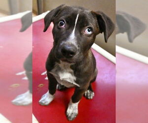 Border Collie-Siberian Husky Mix Dogs for adoption in Sacramento, CA, USA