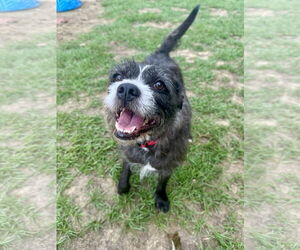 Mutt Dogs for adoption in Eastman, GA, USA