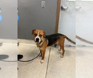 BT Walker Dogs for adoption in Tallahassee, FL, USA