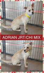 Jack Chi Dogs for adoption in Mesa, AZ, USA
