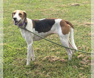 Mutt Dogs for adoption in Virginia Beach, VA, USA