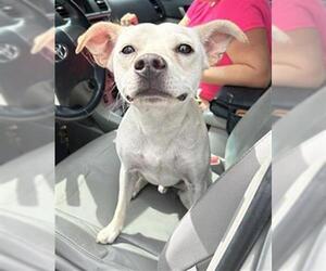 Mutt Dogs for adoption in San Antonio, TX, USA