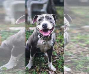 American Bulldog-Unknown Mix Dogs for adoption in miami, FL, USA