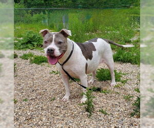 American Pit Bull Terrier Dogs for adoption in Lake City, MI, USA