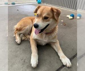 Mutt Dogs for adoption in Sacramento, CA, USA