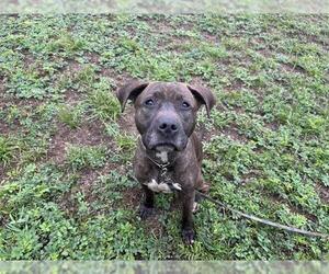 American Pit Bull Terrier-Unknown Mix Dogs for adoption in Ocala, FL, USA