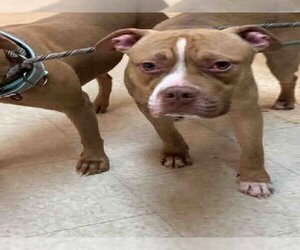 Bullboxer Pit Dogs for adoption in Atlanta, GA, USA