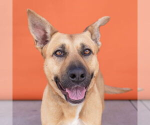 Shepradors Dogs for adoption in Pasadena, CA, USA