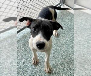 Medium Photo #1 Treeing Walker Coonhound-Unknown Mix Puppy For Sale in Salisbury, NC, USA